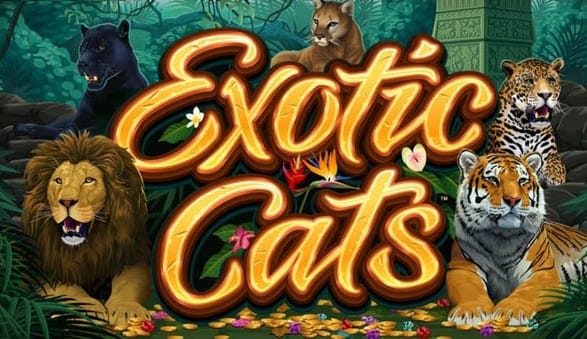 Exotic Cats